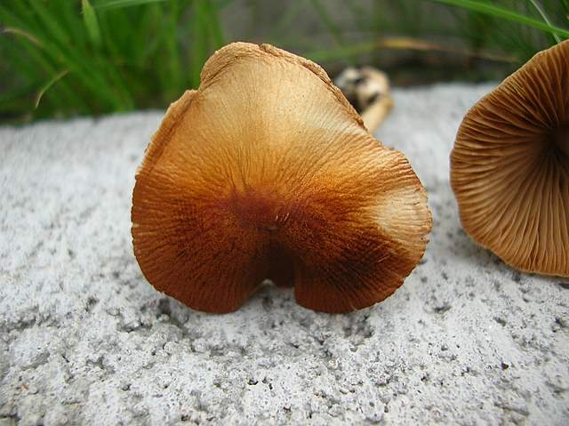 Conocybe hornana     Singer & Hausknecht